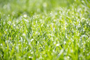 green initiatives